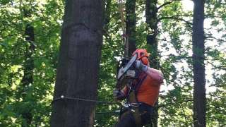 bomen kappen 